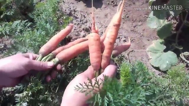 Удачи и неудачи в моём огороде ( 2018 год ) смотреть онлайн