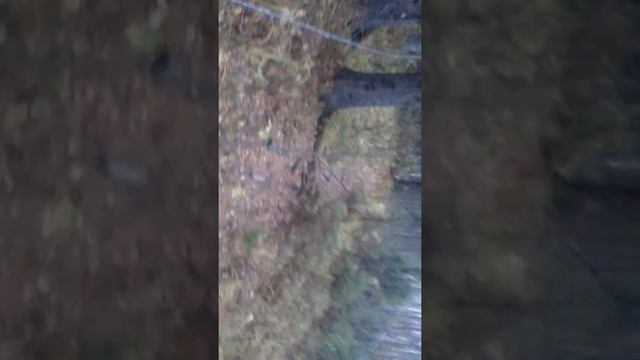 Опасный осенний поход в лес.Урал,речка,осенний лес. смотреть онлайн