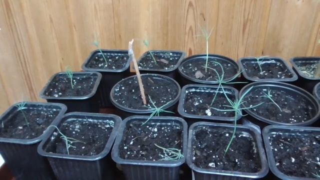 / Выращивание японской сосны/ часть 4 смотреть онлайн