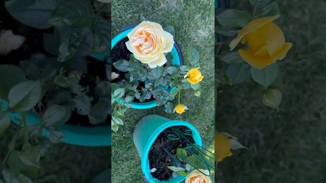 Отзыв покупателя о Розе Кенделайт смотреть онлайн