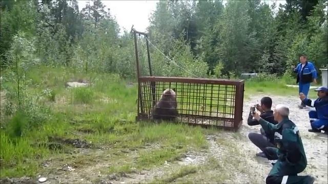 Успешный побег дикого медведя из ловушки.. смотреть онлайн