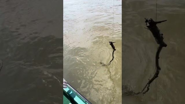 Огромный сом на Квок! рыбалка в Астрахани Поиск рыбного места #рекомендации #рыбалка #тренды смотреть онлайн