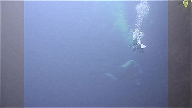 Tiger Shark Tubbataha Reef Philippines, 4-5 meters big смотреть онлайн