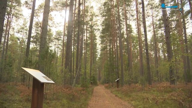 Тропами Берёзовых островов. Пройдём один из ключевых пунктов пути «из варяг в греки» смотреть онлайн