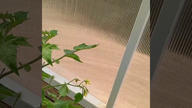 17.06.21. ОБЗОР ДНЯ. ТАБАЧНАЯ ПЫЛЬ НА КРЕСТОЦВЕТНЫХ. смотреть онлайн