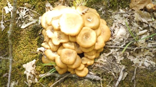 Опята социальные - Armillaria Socialis...