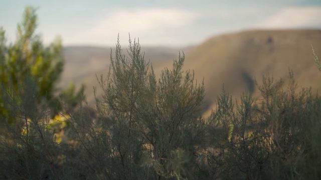Успокаивающая музыка на фоне колышущихся на ветру кустов смотреть онлайн