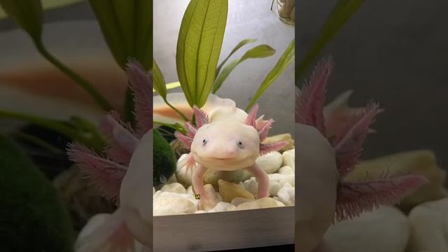 Ты точно об этом не знал! Аксолотль #аксолотль #axolotl #animal #fish смотреть онлайн