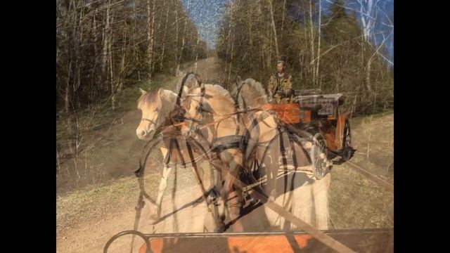 Лошадки и пони норвежский фьорд на праздник смотреть онлайн