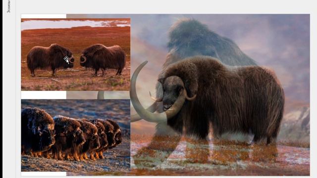 Овцебык смотреть онлайн