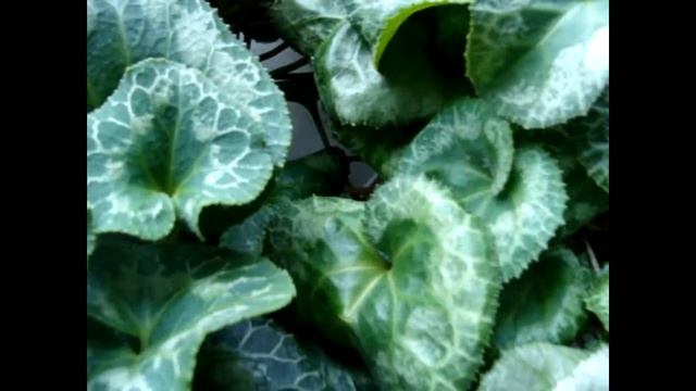 Цикламен.(Cyclamen ) 4 причины пожелтения цикламена ЗИМОЙ. смотреть онлайн