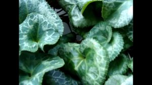 Цикламен.(Cyclamen ) 4 причины пожелтения цикламена ЗИМОЙ.