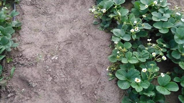 Сорт Альбион. смотреть онлайн