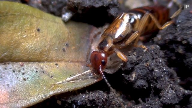 Common Earwig (Forficula auricularia) Close Ups - UK Wildlife смотреть онлайн