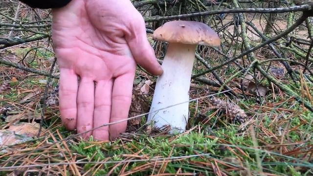 🍄Их столько много!🍄 There are so many of them! 🍄Steinpilze im Oktober! смотреть онлайн