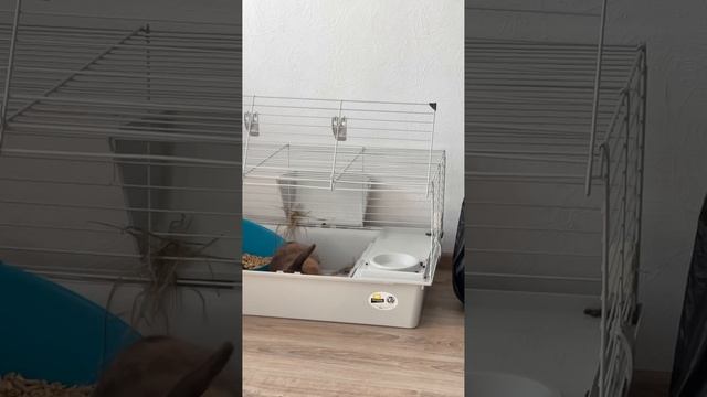 кролик баболик 2 смотреть онлайн