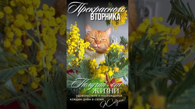 Доброе утро вторник смотреть онлайн