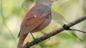 Презентация "День птиц"  для детей