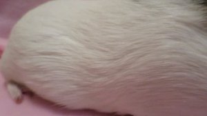 Как понять что свинка беременная