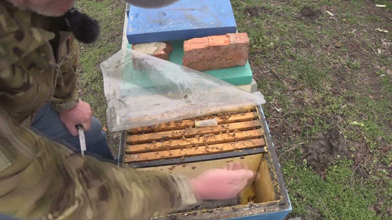 ИТОГИ РЕВИЗИИ ПОДСАДКА МАТОК ВЕСНОЙ смотреть онлайн