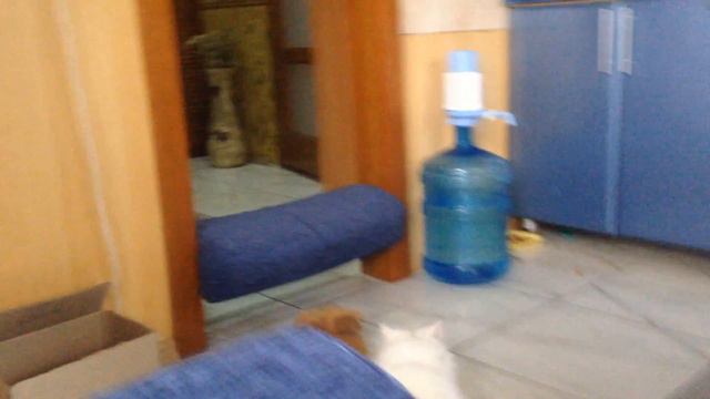 Трусливый кот смотреть онлайн