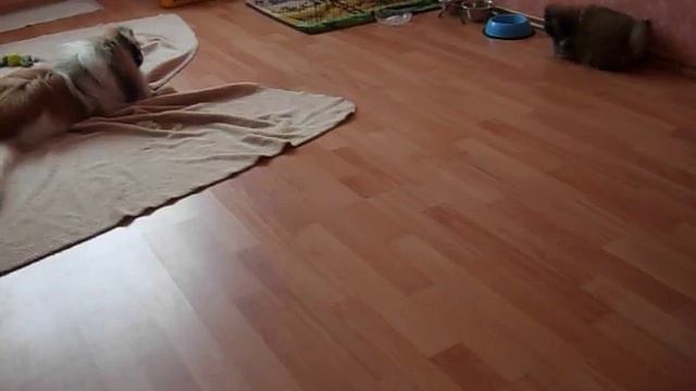 DSCN0083 Маленькая Кесси-большой хулиган) смотреть онлайн