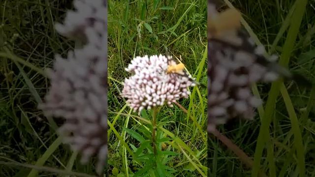 Бабочка - мутант смотреть онлайн