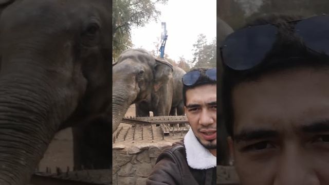 очень большой слон ??? #животные #слоник #животные #огромные смотреть онлайн