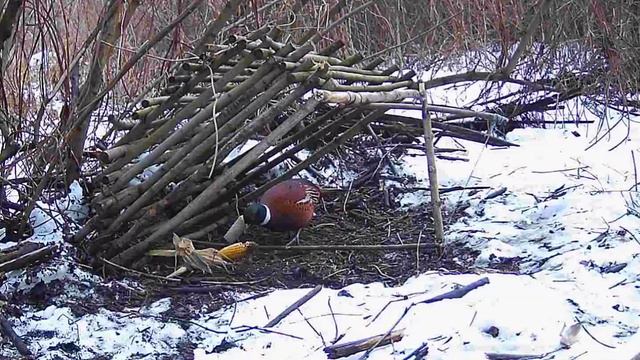 ФОТОЛОВУШКА! КАК ПОЙМАТЬ ФАЗАНА смотреть онлайн