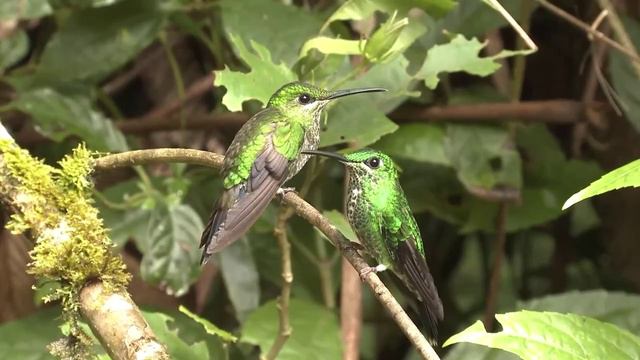 Всем доброго утра и хорошего дня! смотреть онлайн