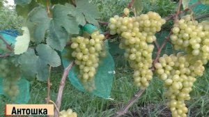 Виноград .Семь крупных сортов винограда для открытого грунта.