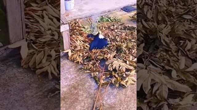 Птица охраняет природу. это среда ее обитания. смотреть онлайн