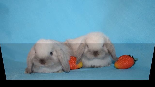 Где купить декоративного кролика?  - Крольчата СИАМЫ в питомнике Зайкина усадьба для вас