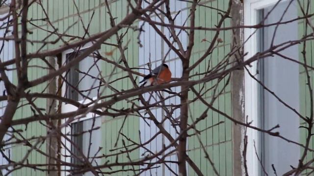снегирь и синичка смотреть онлайн