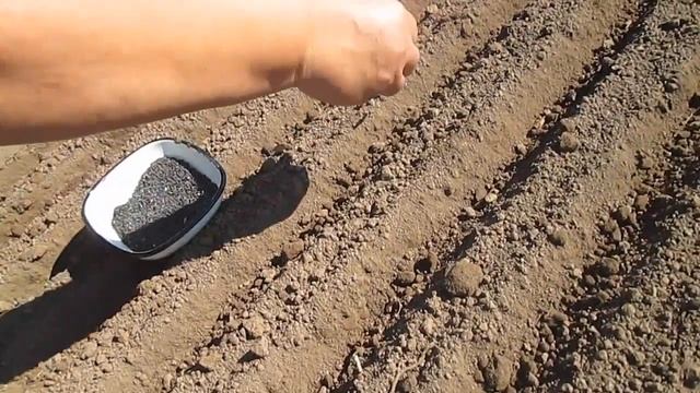 Выращивание лука севка смотреть онлайн