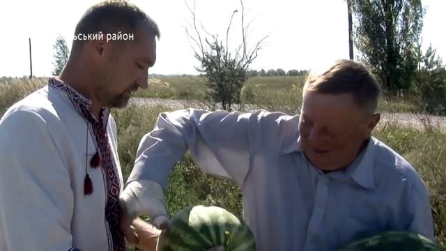На Волині вирощують кавуни смотреть онлайн