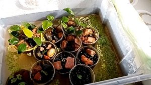 Быстрое размножение и выращивание Анубиасов часть 1