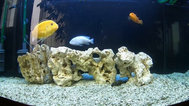 Малавийские Цихлиды Мбуна. Разведение, советы и рекомендации.