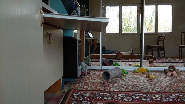 отдыхаем с золотистым котенком Simon#reiaxation#kittens#забавный котенок#семья и котенок# смотреть онлайн