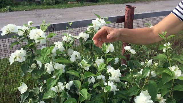 Жасмин «Жемчуг». Особенности выращивания. смотреть онлайн