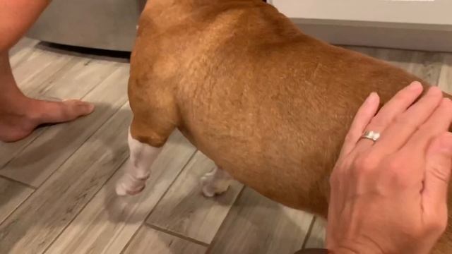 ￼How to brush bull terrier’s teeth. Как чистить зубы бультерьеру. смотреть онлайн