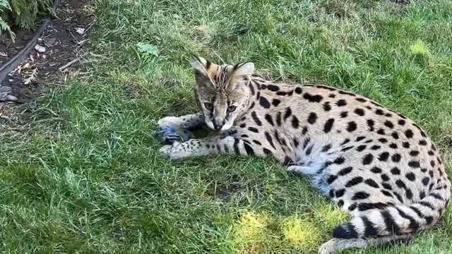 Сервал поймал синичку. Сервал на охоте. Кошка поймала птичку