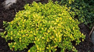 Тимьян лимонный — посадка и уход в горшке