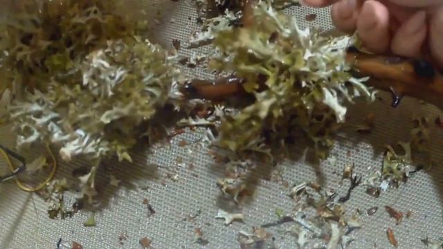 Живое дерево. Исландский мох.