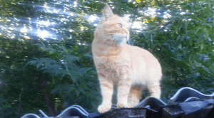 Сельские кошки