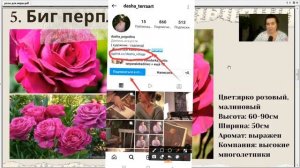 11 сортов РОЗ для жаркого климата - красивые, надёжные и жароустойчивые  - Розы для Юга