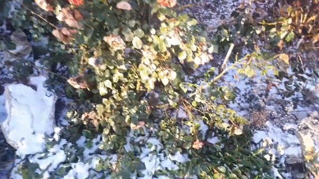 Половой вопрос на даче решили! Красота зимней дачи ! смотреть онлайн