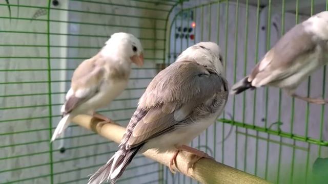 АМАДИНЫ / Малыш заболел смотреть онлайн