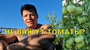 томаты цветут, но плоды не завязываются? что сделать чтобы плоды завязались