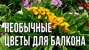 Целозия гребенчатая - выращивание из семян. Необычные цветы для кашпо, балкона и сада.